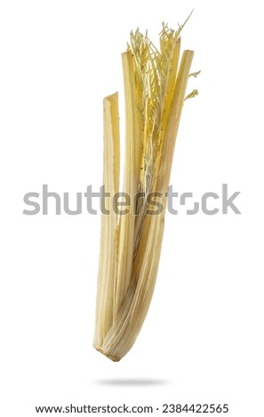 Humpback thistle a typical Italian vegetable from Piedmont seasoning for bagna cauda, isolated on white with clipping path included
