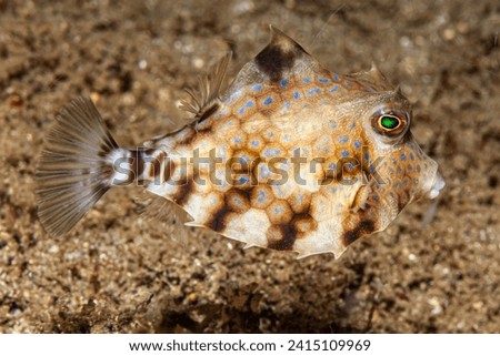 Humpback Turretfish (Tetrosomus gibbosus): Found in the deep waters of the Atlantic, Indian, and Pacific Oceans, the Humpback Turretfish is restricted to its deep-sea habitat and its population.