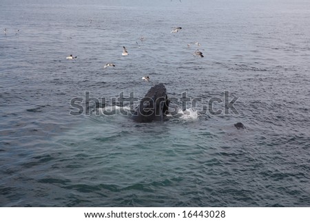 Humpback Whale 1