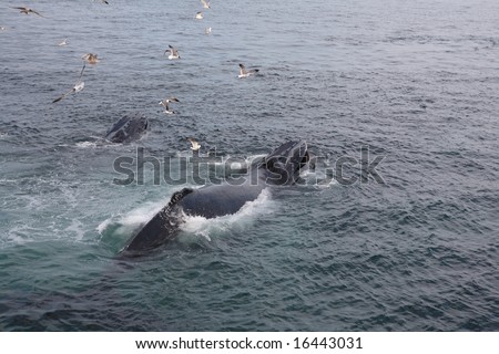 Humpback Whale 2