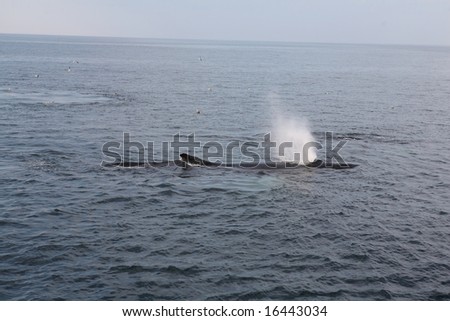 Humpback Whale 2