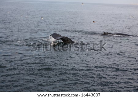 Humpback Whale 2