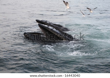 Humpback Whale 2