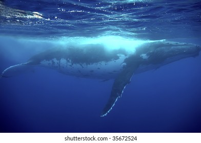 Humpback Whale