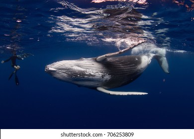 Humpback Whale