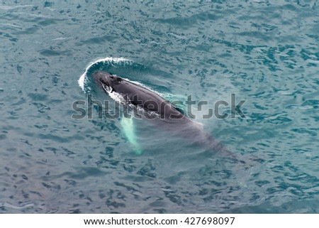 humpback whale