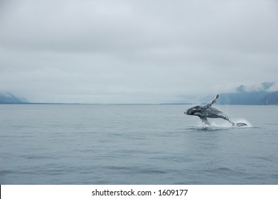 Humpback Whale In Alaska