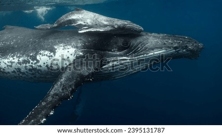 a humpback whale alongside her young one