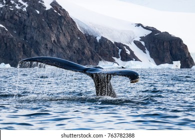 Humpback Whale, Antarctic Peninsula