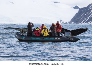 Humpback Whale, Antarctic Peninsula