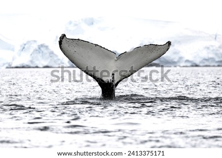 Humpback whale in Antarctica Peninsula