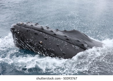 Humpback Whale In Antarctica Seen From A Sailing Boat