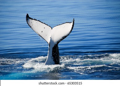 Humpback Whale In Australia