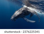 Humpback whale baby in the deep blue waters of Tonga.