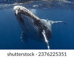 Humpback whale baby in the deep blue waters of Tonga.