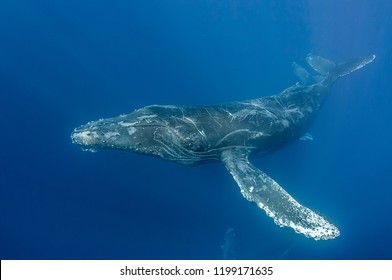 Humpback Whale, Baja California.