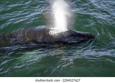 Humpback Whale Blow In Cape Cod Whale Watching Tour  