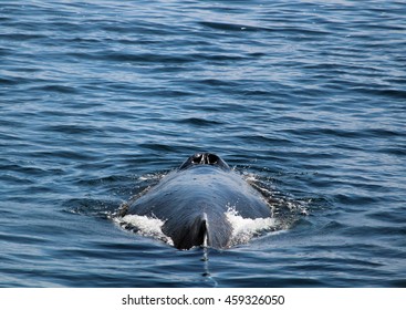 Humpback Whale Blowhole Spout In The Ocean.