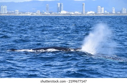 Humpback Whale Blowhole Spurting Mist