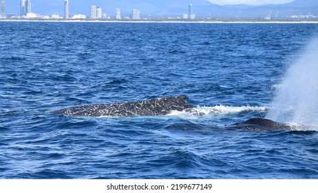 Humpback Whale Blowhole Spurting Mist