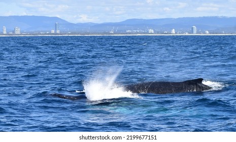 Humpback Whale Blowhole Spurting Mist