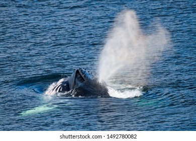 Humpback whale blowing  in Atlantic Ocean, Newfoundland