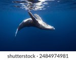 Humpback Whale in Blue ocean close to Water surface underwater in Tahiti