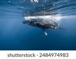 Humpback Whale in Blue ocean close to Water surface underwater in Tahiti