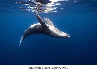 Humpback Whale in Blue ocean close to Water surface underwater in Tahiti