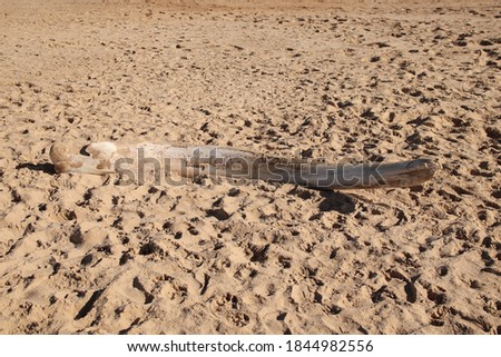 A humpback whale bone on beach sand. 