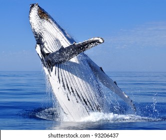 11x14 Photograph of a Humpback whale breaching