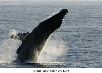 Humpback Whale Breach In Baja