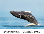 the humpback whale breach, Megaptera novaeangliae, Strait of Georgia, Vancouver Island, BC Canada