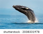 the humpback whale breach, Megaptera novaeangliae, Strait of Georgia, Vancouver Island, BC Canada