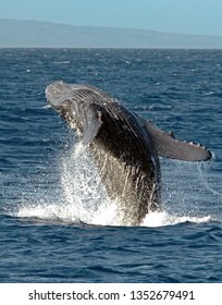 Humpback Whale Breach Off Maui