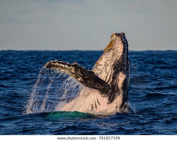 Humpback Whale Breach Pectoral Fins Opened Stock Photo 781857598 ...