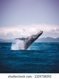 Humpback Whale Breach - Whitsundays, Australia