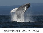 A humpback whale breaches off the coast of Monterey, California. 