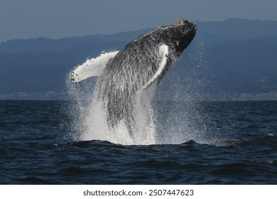 A humpback whale breaches off the coast of Monterey, California. 