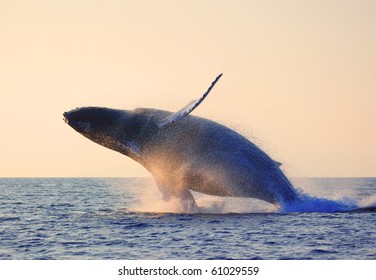 Humpback Whale Breaching