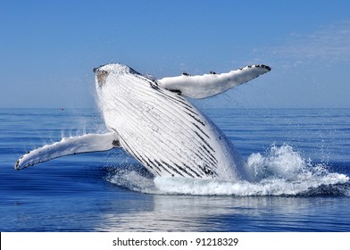 Humpback Whale Breaching