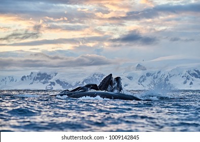 Humpback Whale Breaching In Antarctica At Sunset With Mountains