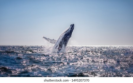 Humpback Whale Breaching In Australia