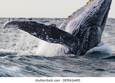 Humpback Whale Breaching Close Up Showing Open Eye