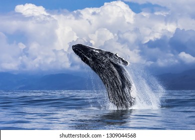 Humpback Whale breaching in Costa Rica