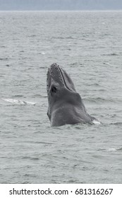 Humpback Whale Breaching In Frederick Sound, Alaska