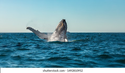 Humpback whale breaching in front of Julian Rocks in Byron Bay Australia