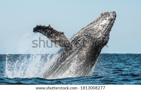 Humpback whale breaching. Humpback whale jumping out of the water. Megaptera novaeangliae. South Africa. 