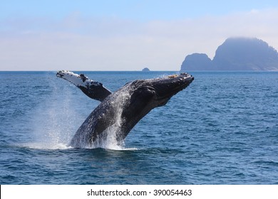 Humpback Whale breaching Kenai Fjords National Park Alaska - Shutterstock ID 390054463