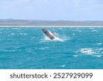 Humpback whale breaching, K